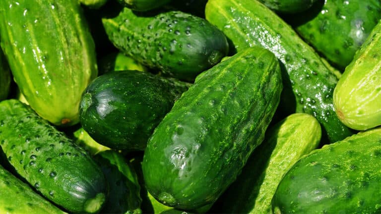 The Difference Between Pickling Cucumbers And Slicing Cucumbers Pickle Wiki