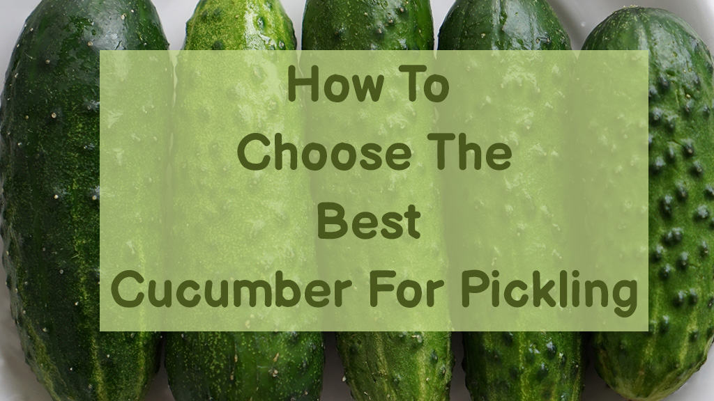 Picking the Best Types of Cucumbers for Pickling – Pickle Wiki